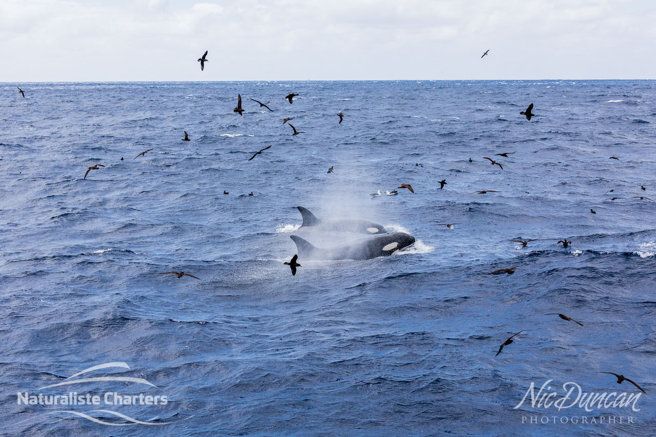 Swirls of seabirds and surging orcas (killer whales) hunting their prey in the Southern Ocean (Bremer Canyon). Taken from the Naturaliste Charters vessel