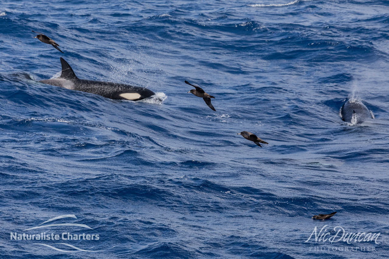 Orcas foraging and seabirds in the Bremer Canyon