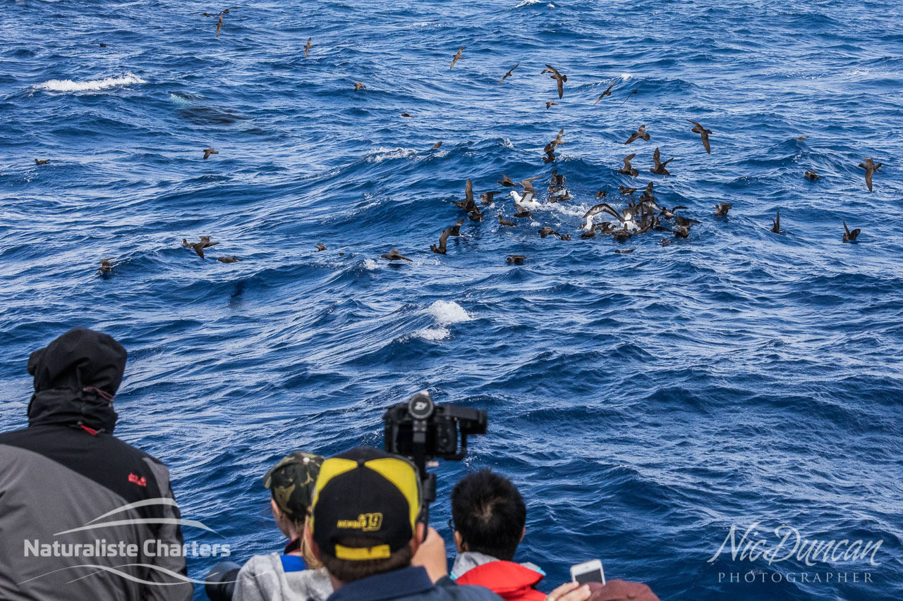 Passengers on board the Naturaliste Charters boat watch the predation as the seabirds swirl around the killer whales