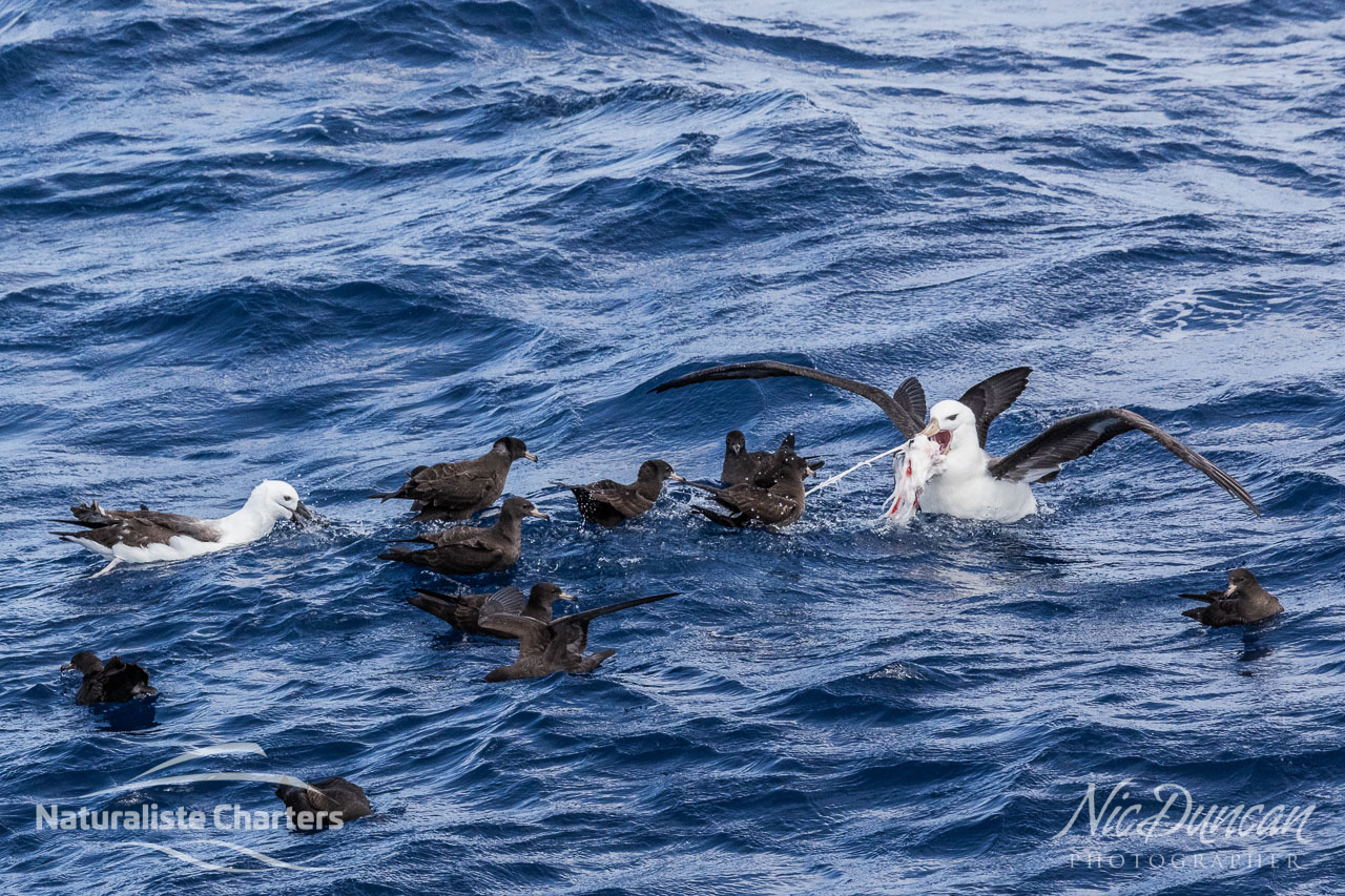 Sea birds squabble over scraps from the orca predation