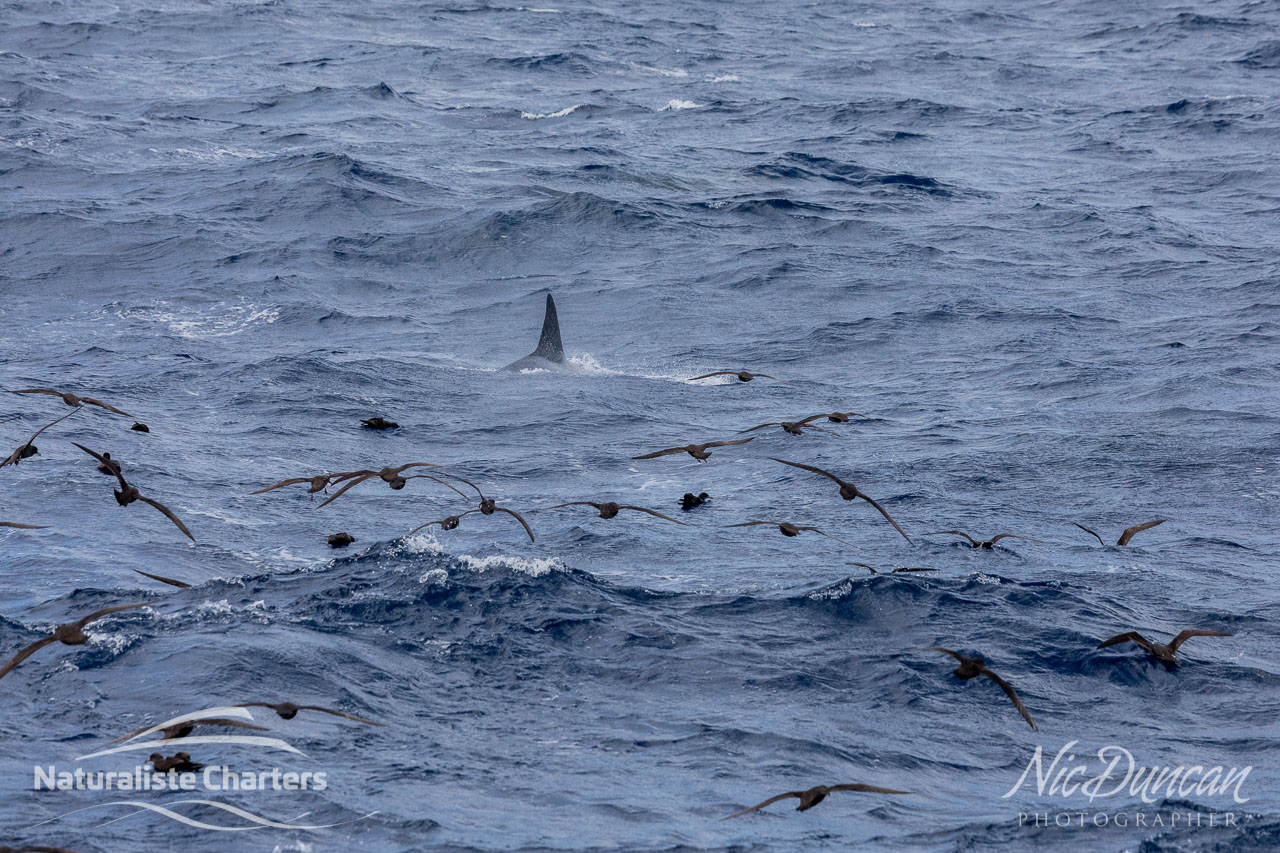 Dorsal fin of an orca and sea birds, Bremer Canyon Western Australia