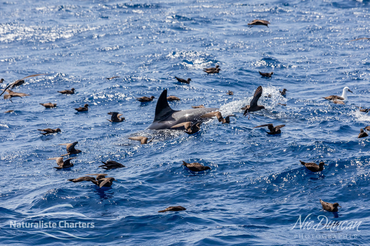 Foraging killer whale and sea birds