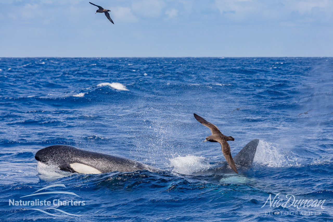 Killer whale off the coast of Bremer Bay in the Southern Ocean