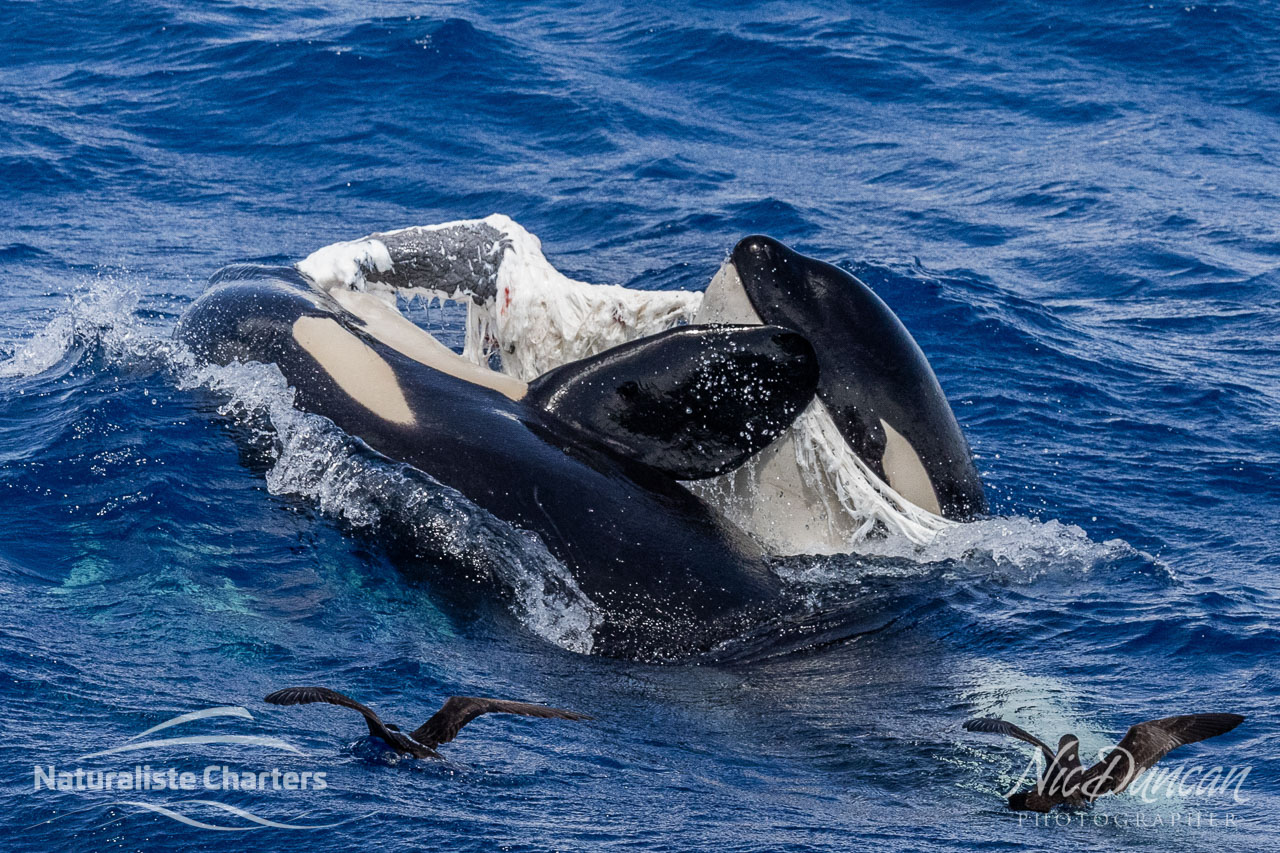 Two killer whales or orcas tearing apart their prey.