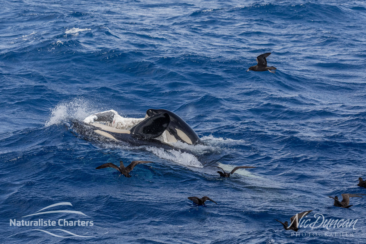 Two orcas sharing their prey