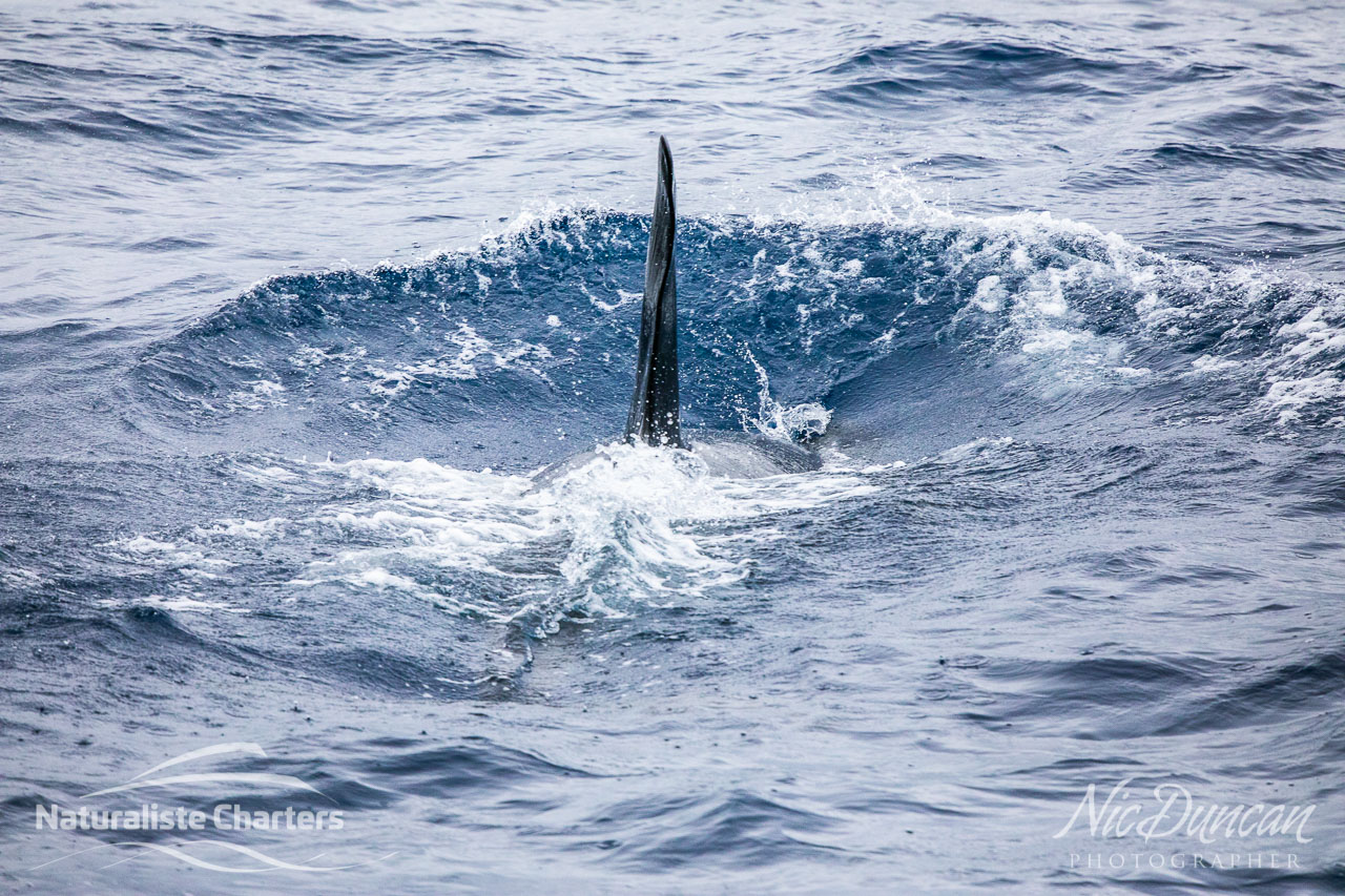 The triangular dorsal fin of a male orca is up to 2 metres high - Bremer Canyon killer whales, Western Australia