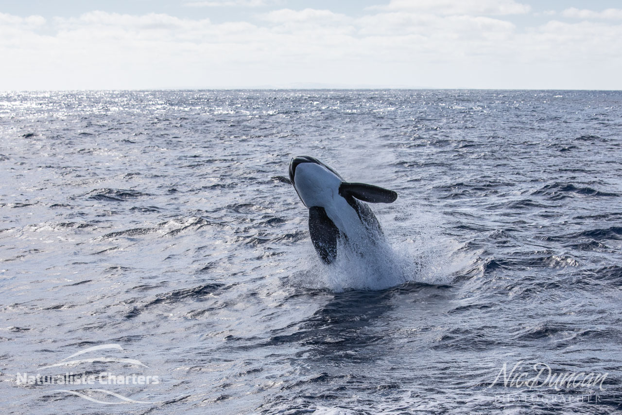 Killer whale breaching in the Bremer Canyon hotspot