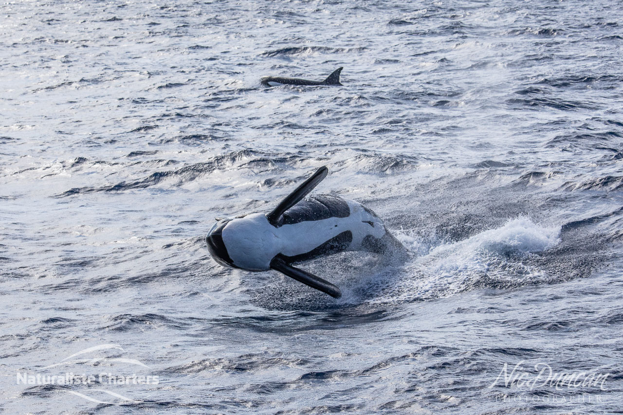 Orcas breached all around us and then surged off after a beaked whale