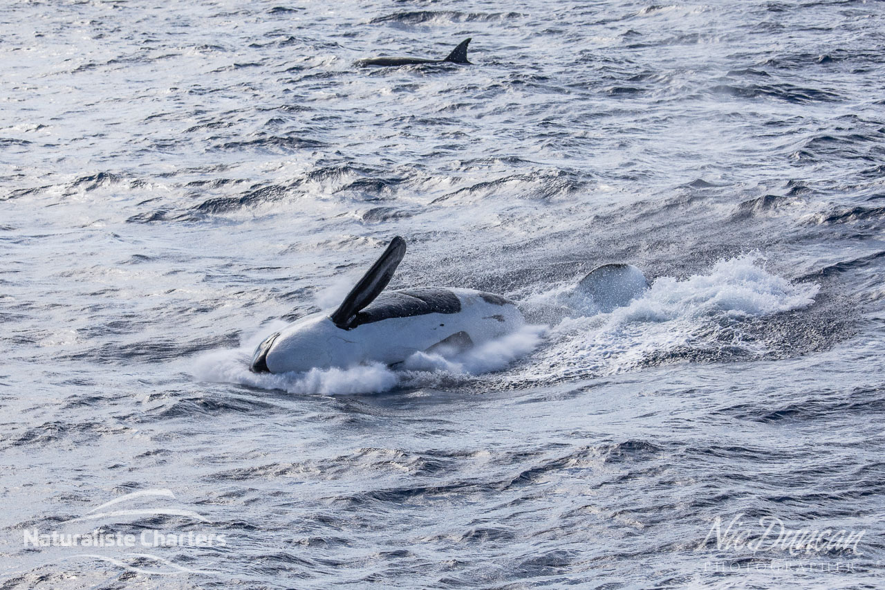 Killer whale landing back in the Southern Ocean after breaching