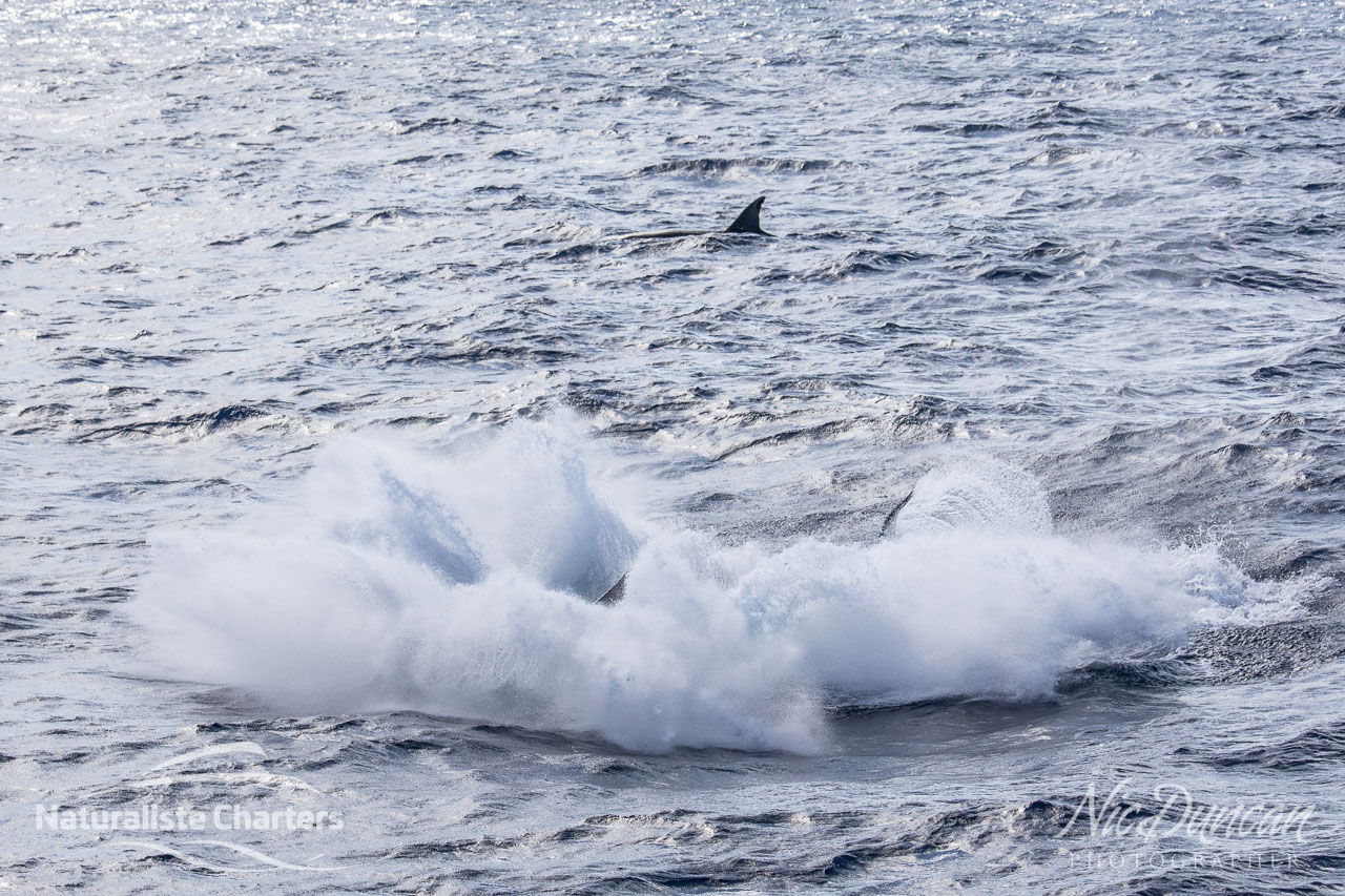 After the killer whale breached