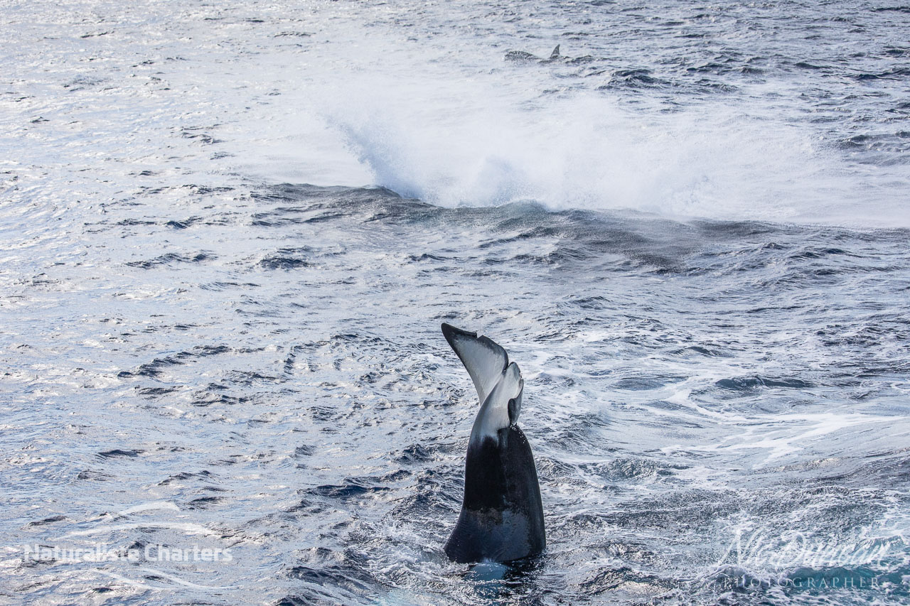 Breaching and tail slapping - orcas in the Bremer Canyon on WA's amazing south coast