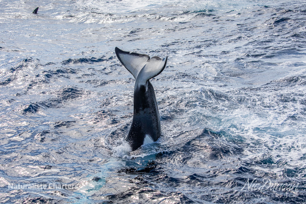 Killer whale tail slap in the Southern Ocean WA