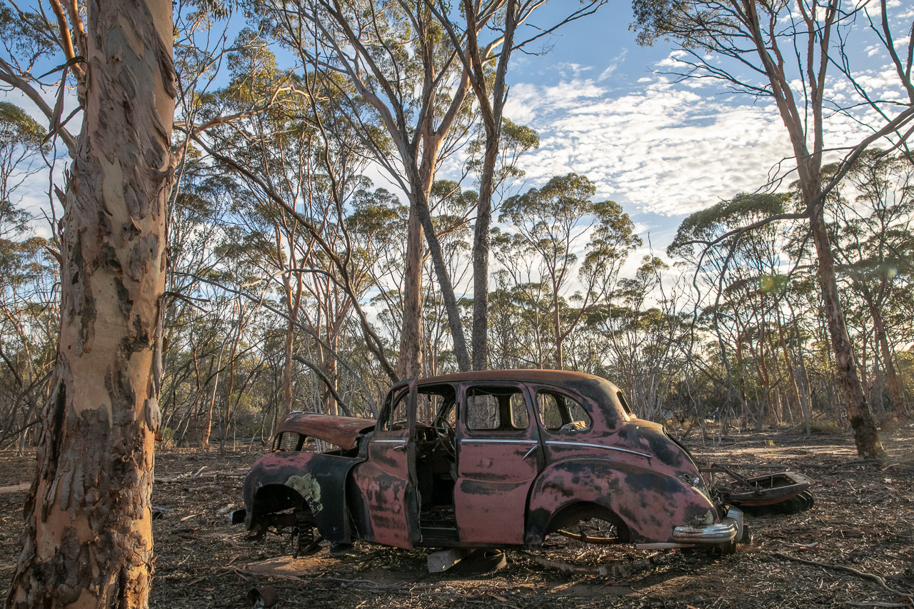 Rusty old car in the salmon gums in the wheatbelt town of Lake Grace in Western Australian