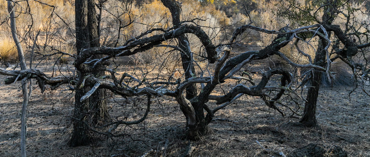 The gnarly and twisted branches of a dead sandalwood tree in the Australian bush