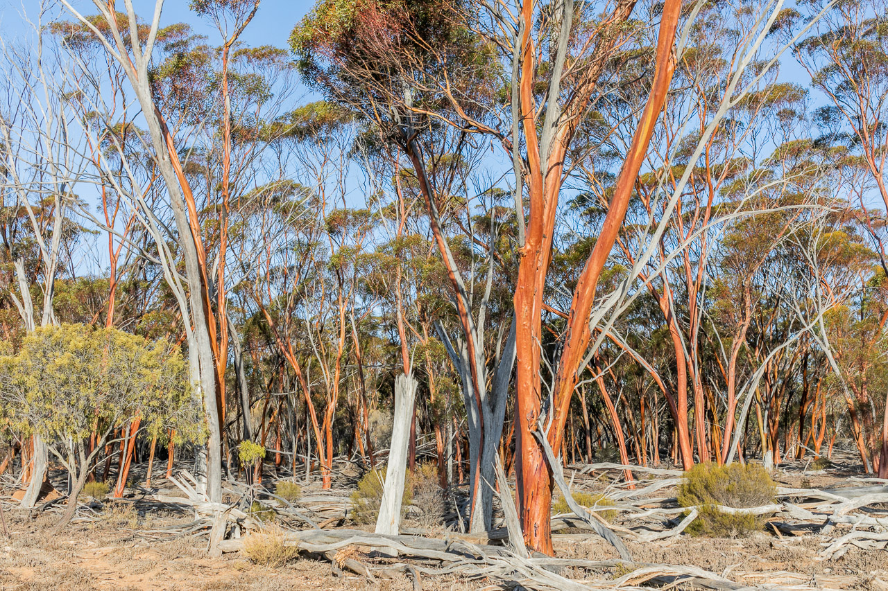 The gimlet tree, native to the wheatbelt of Western Australia