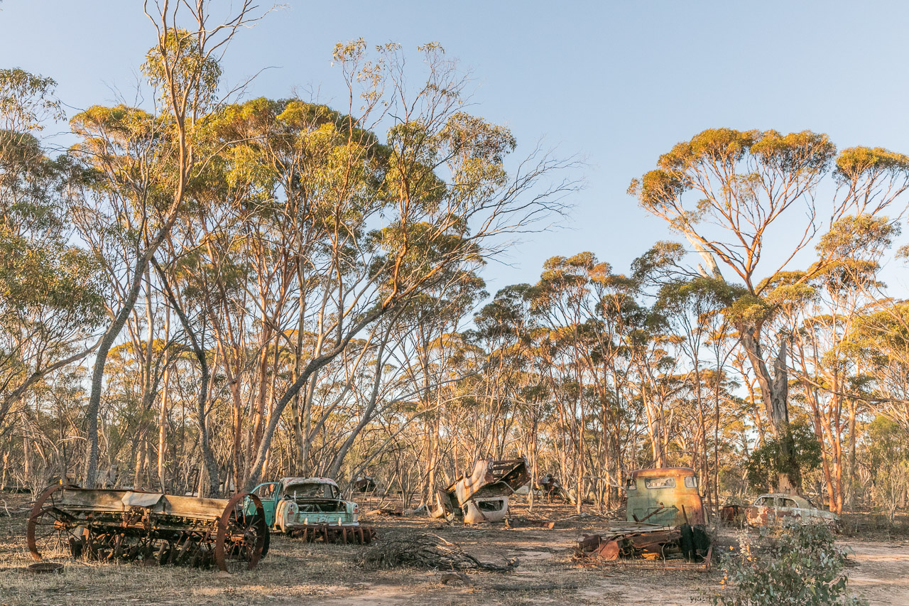 Abandoned vehicles in the Australian bush with salmon gums
