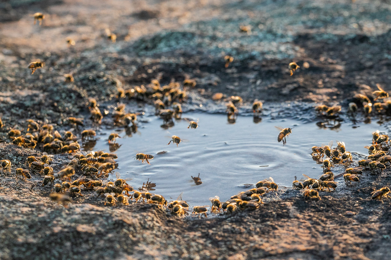 Australian native bees drinking from a fresh water puddle during the drought