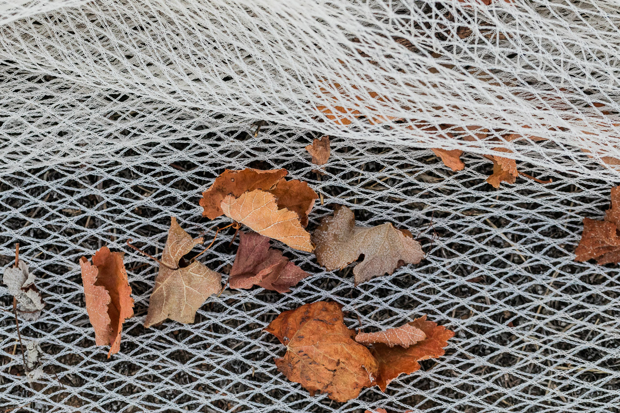 Autumn vine leaves at the end of vintage on the bird net