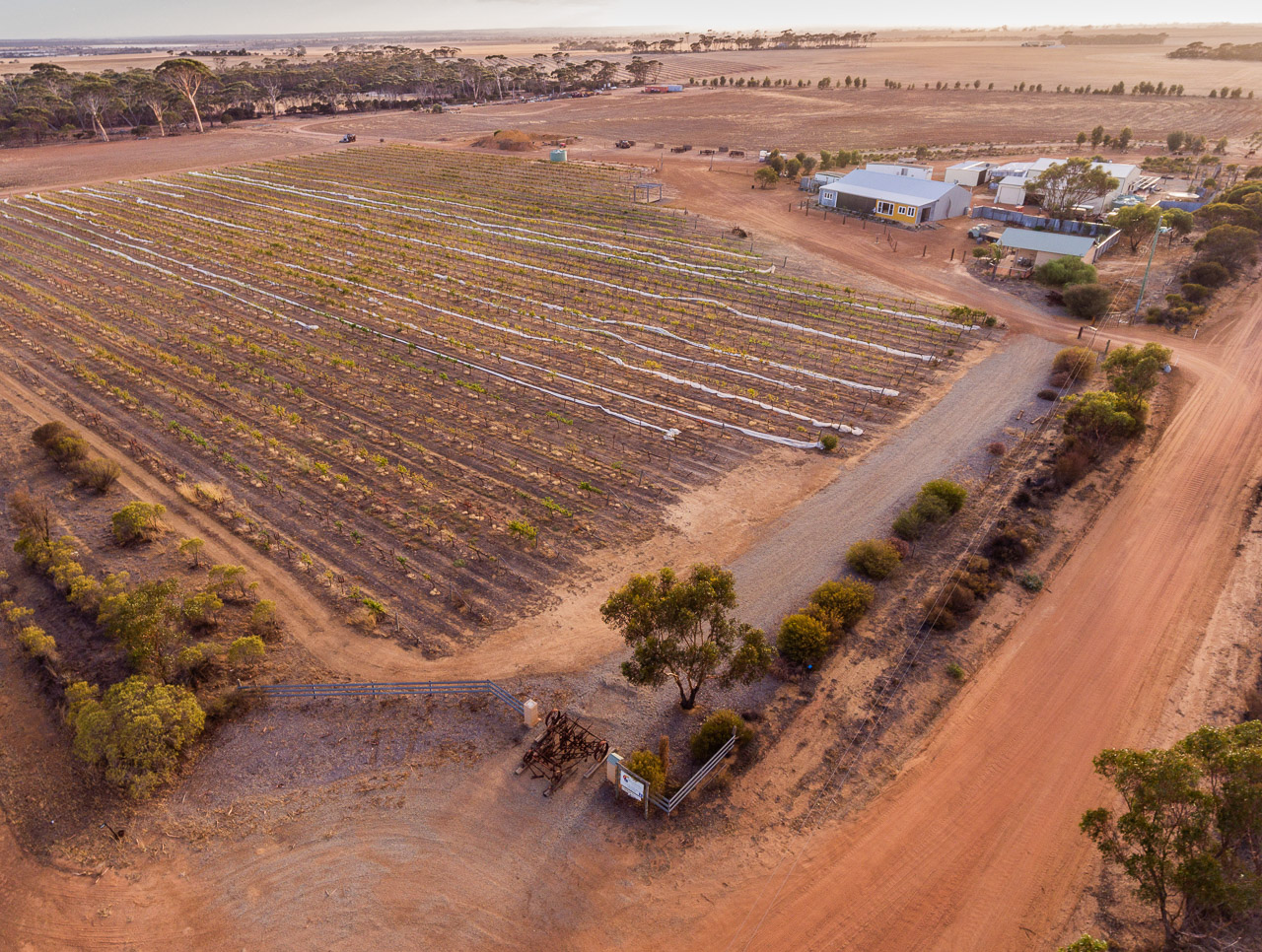 Aerial photo of Walkers Vineyard in Lake Grace WA