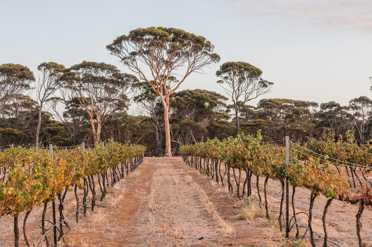 Grapevines and salmon gums - an unusual combination
