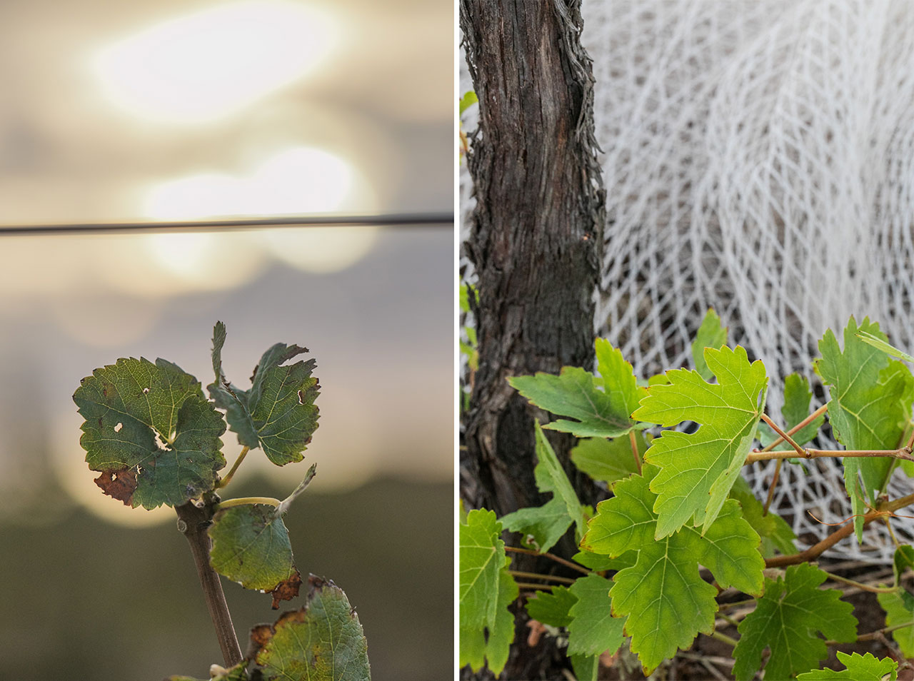 Backlit vine leaves at sunrise, and close up of bird net, and vine leaves, in autumn at the end of vintage