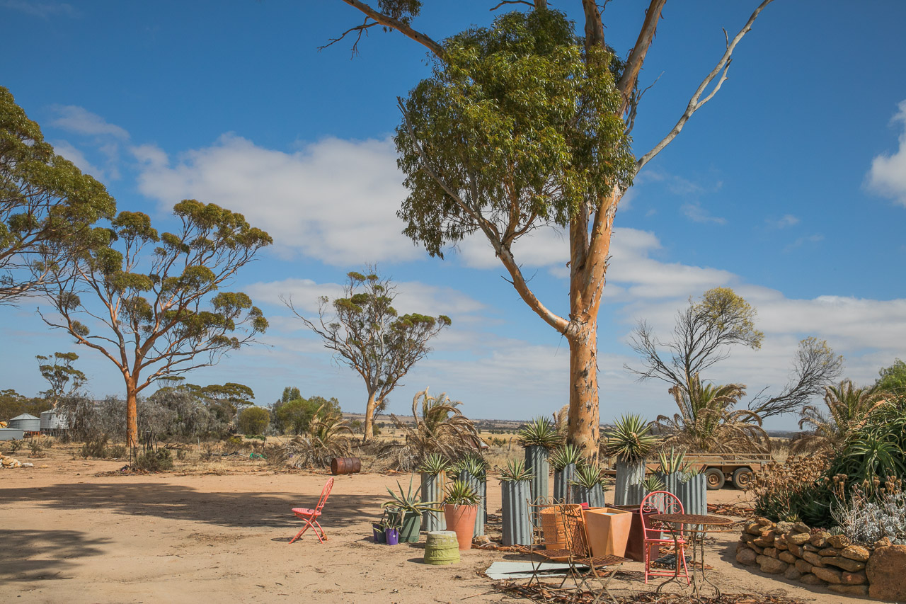 Art and salmon gums with wheat paddocks as the backdrop