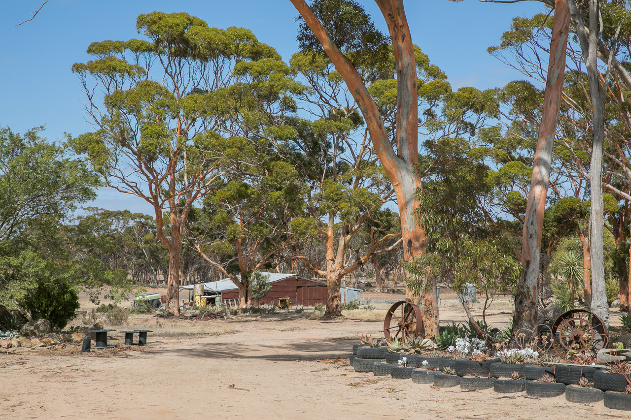 Farm buildings and salmon gums, Lake Grace in the wheatbelt WA