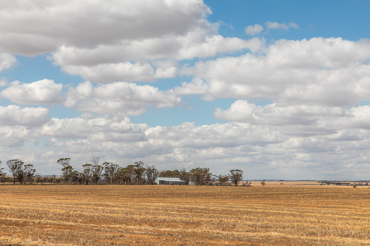 Camping amongst the salmon gums by the shearing shed in the Wheatbelt of WA