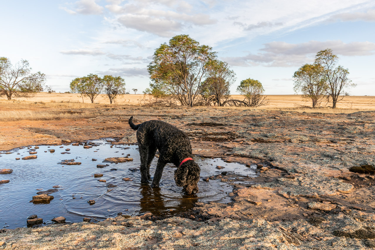 Dog drinking from a puddle