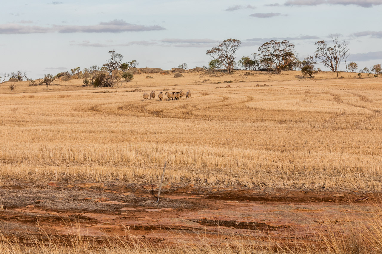 Sheep, red dirt and wheat