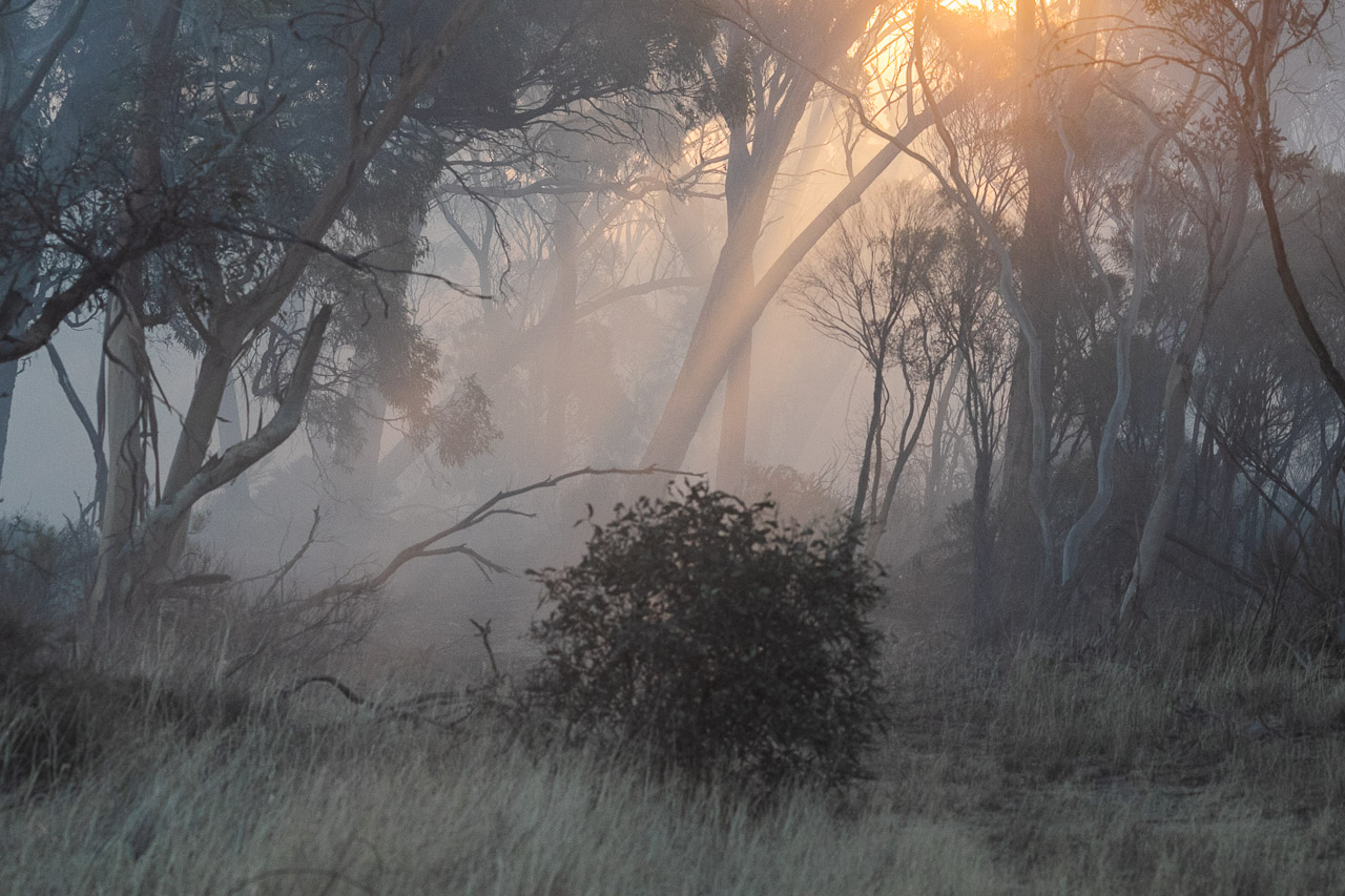 The smoke haze from windrow burning in the wheatbelt