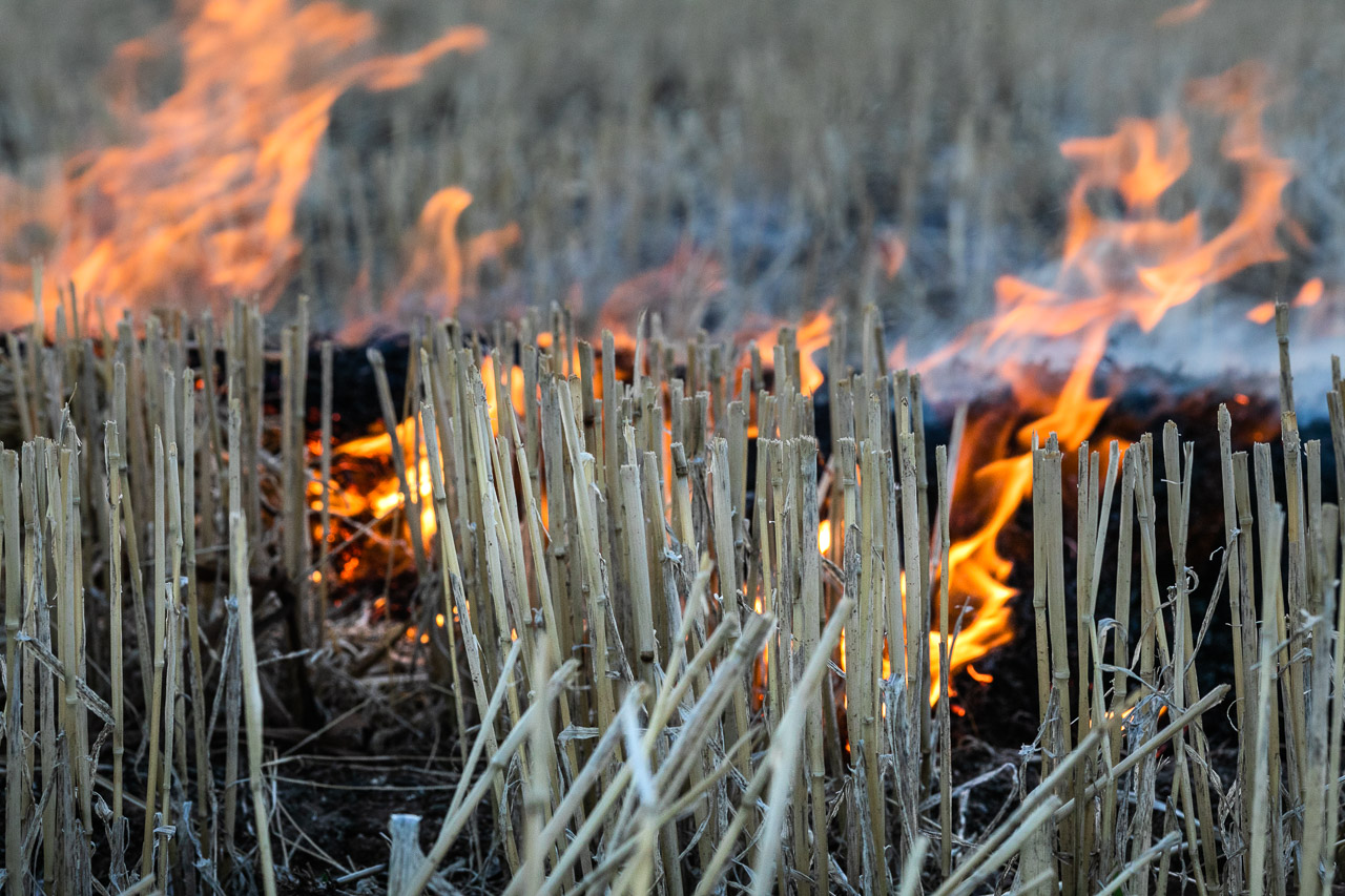 Close up macro of stubble and fire during windrow burning in the Wheatbelt, WA