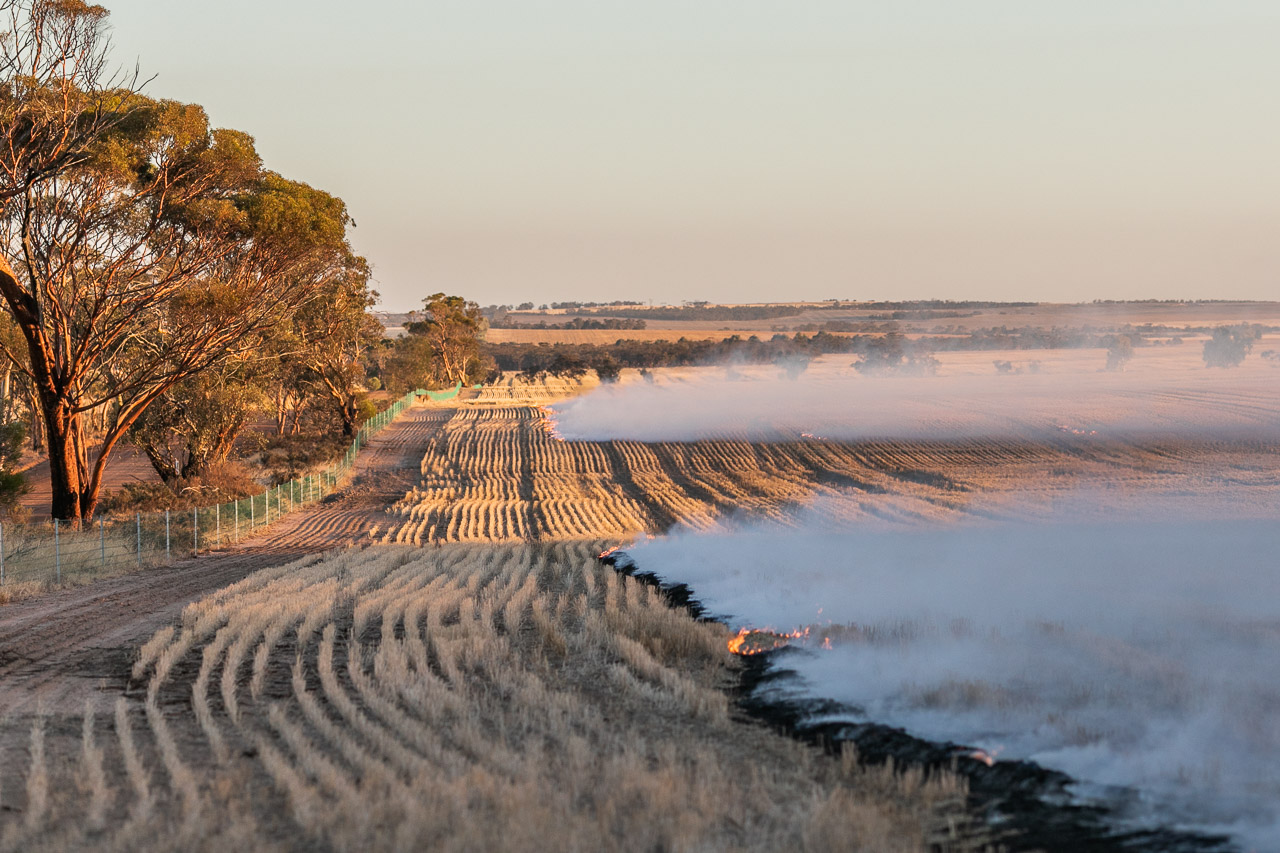 The weather and wind direction dictate the timing Windrow burning in the Wheatbelt