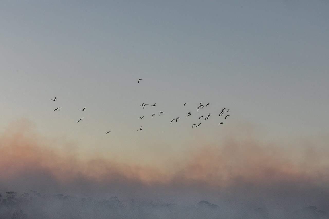 Ducks flying away from the fire and smoke during windrow burning in Bruce Rock, Western Australia