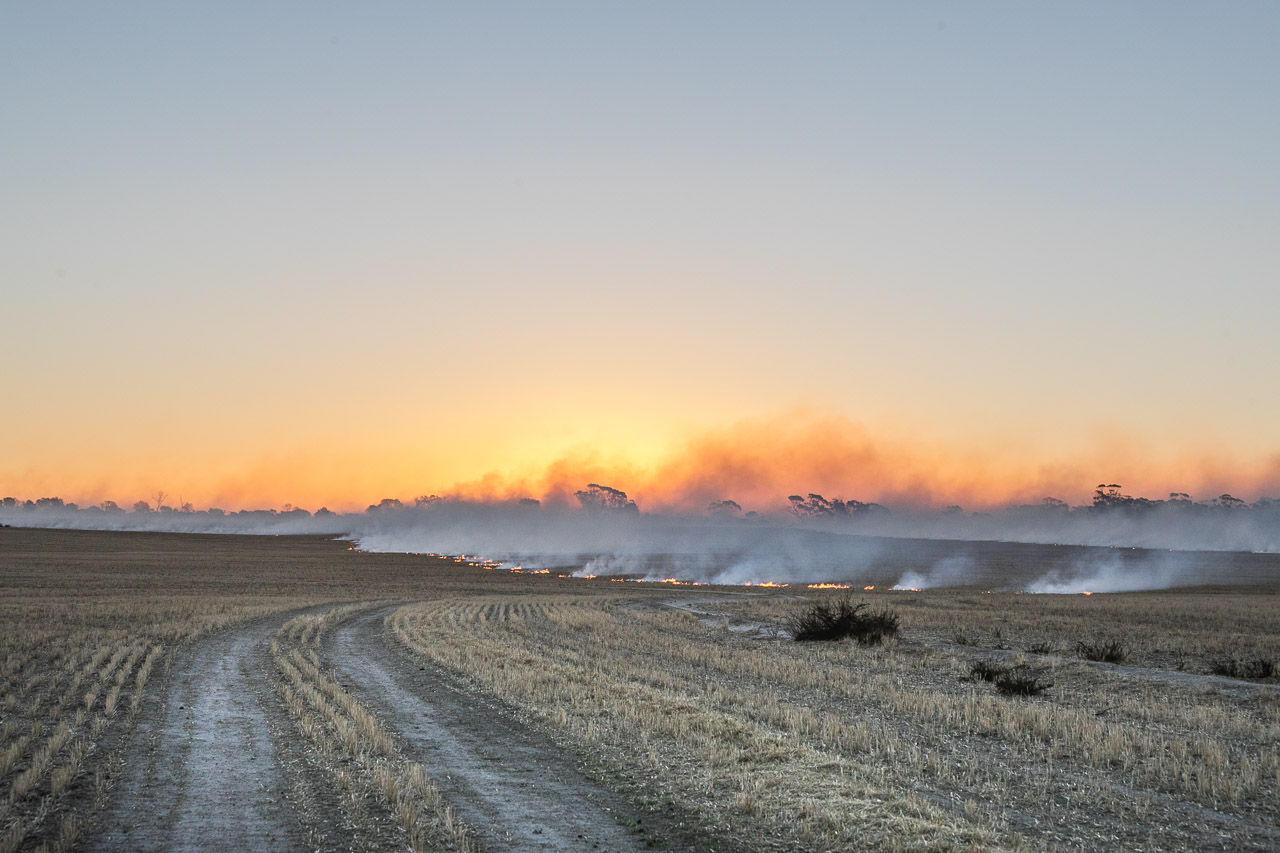 Broad acre farming preparations for seeding with windrow burning in the wheatbelt, WA