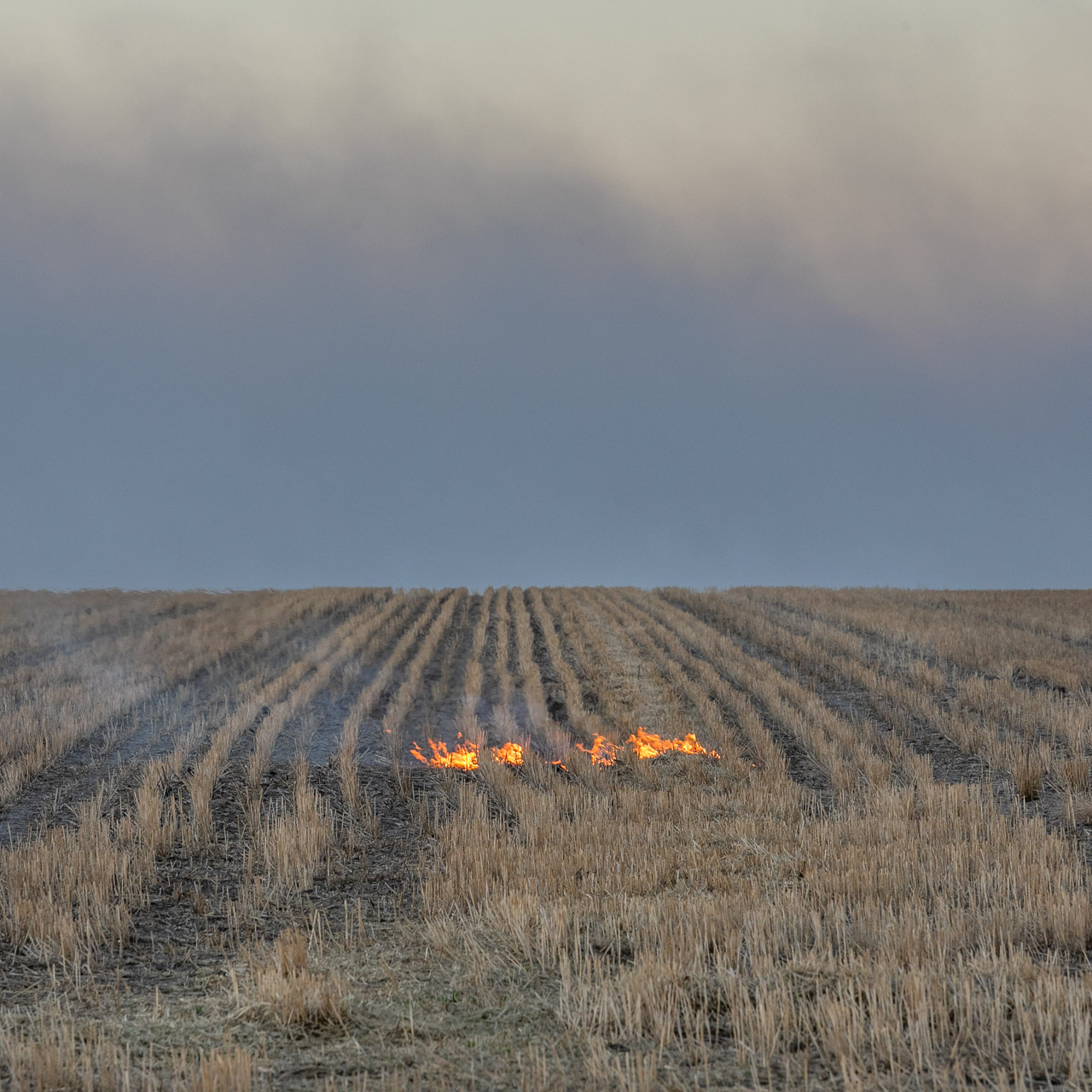 Windrows and fire during burning prior to seeding in the Wheatbelt