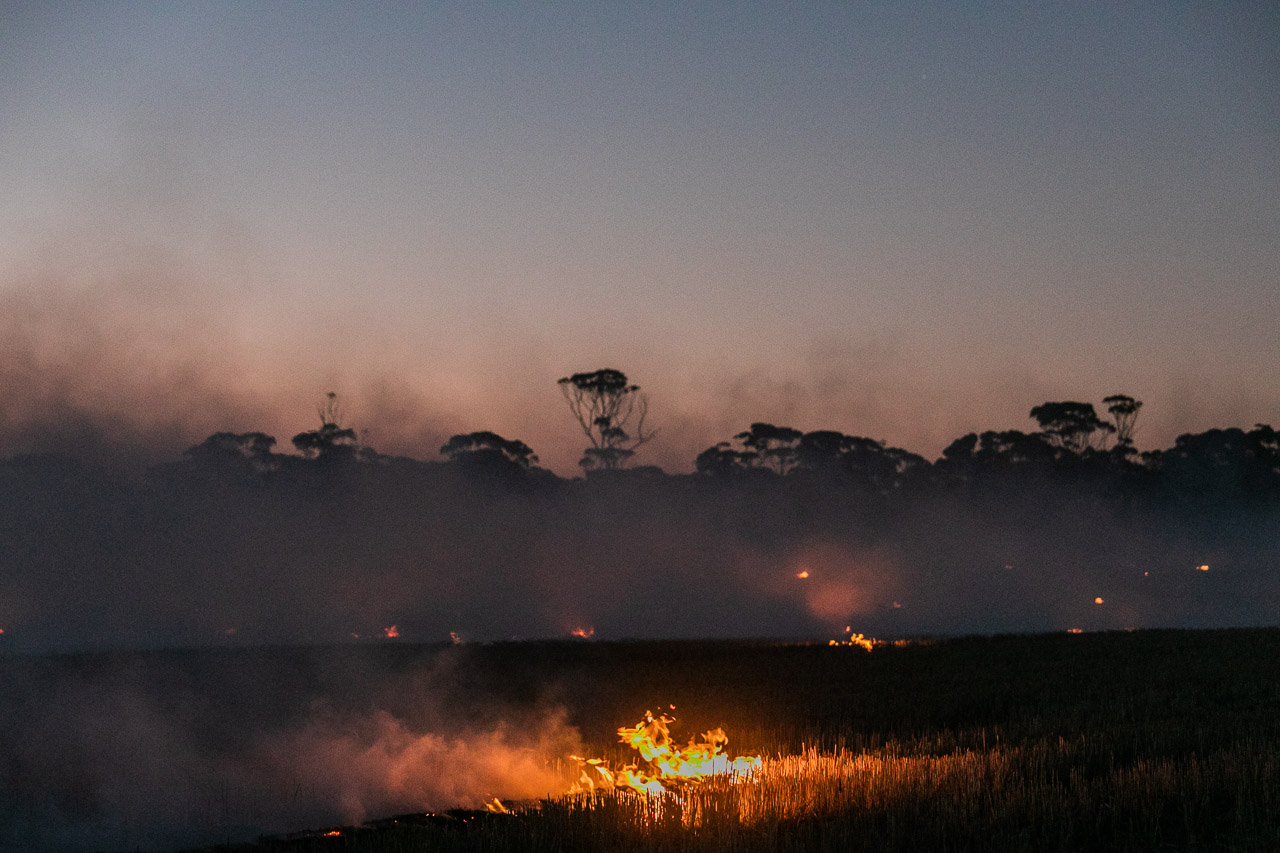 Windrow burning in the Wheatbelt - thick smoke, flames and salmon gums at sunset