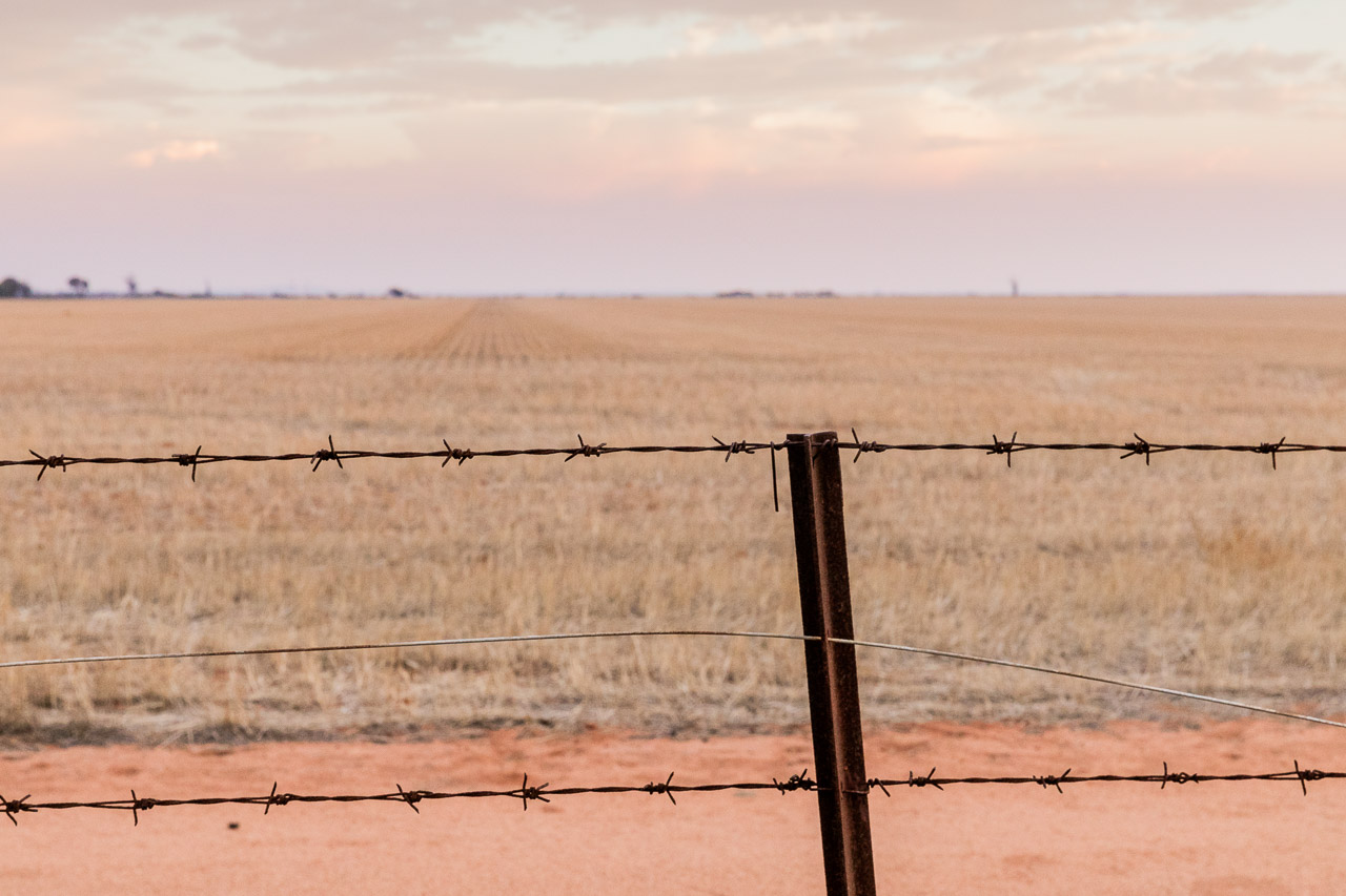 Wheatbelt with barbed wire fence and grain stubble