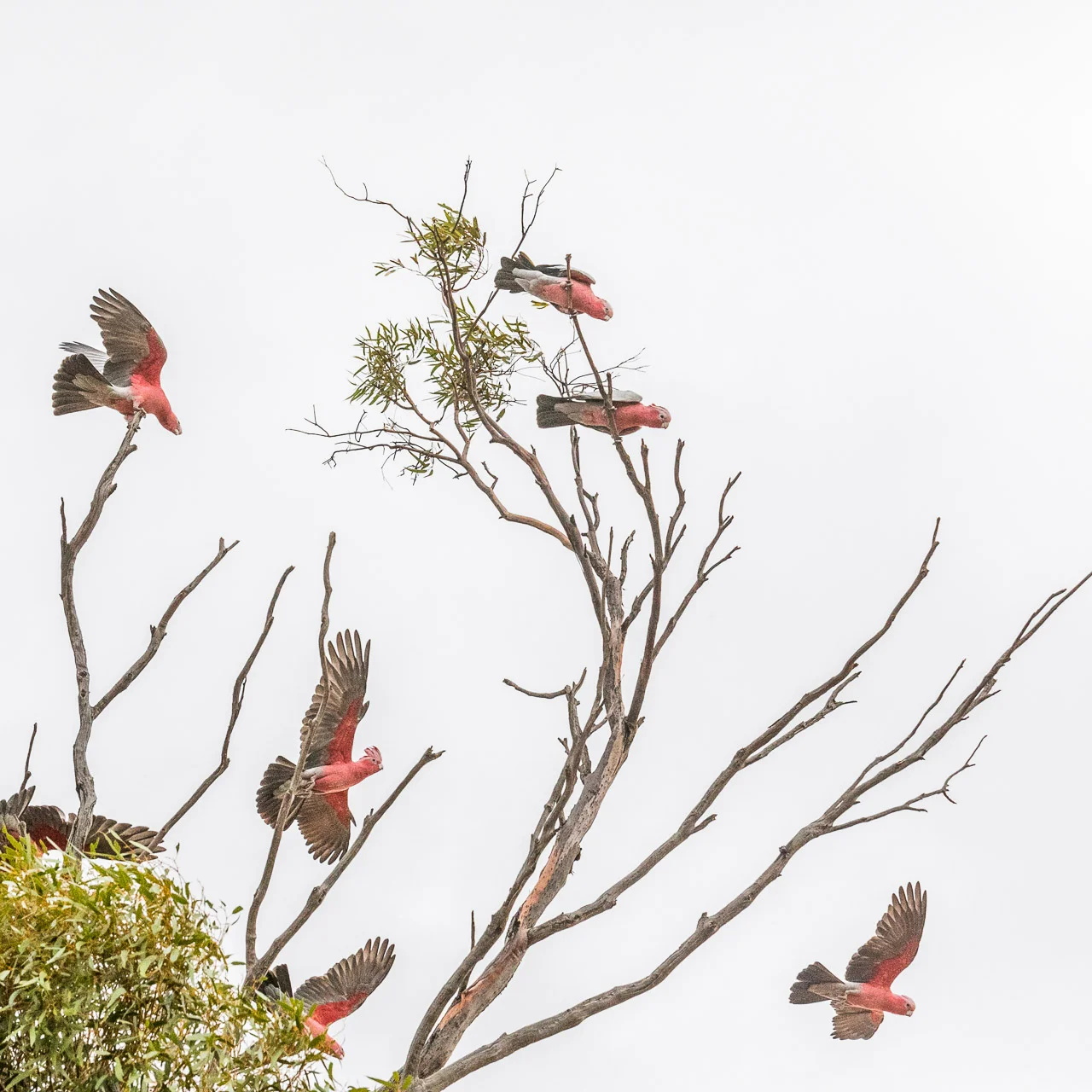 Galahs sitting in a salmon gum eucalyptus tree