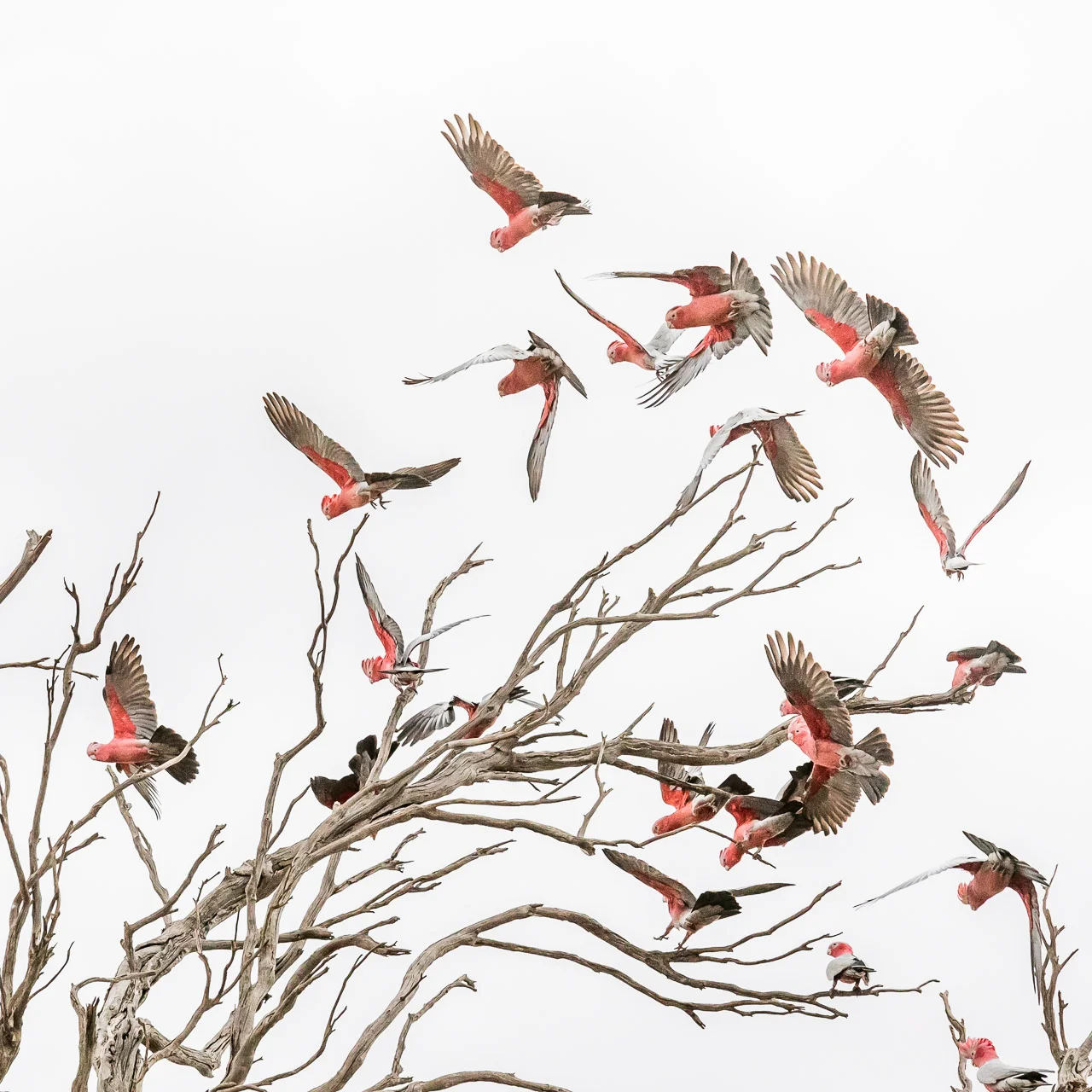 Galahs taking flight from an old eucalyptus tree