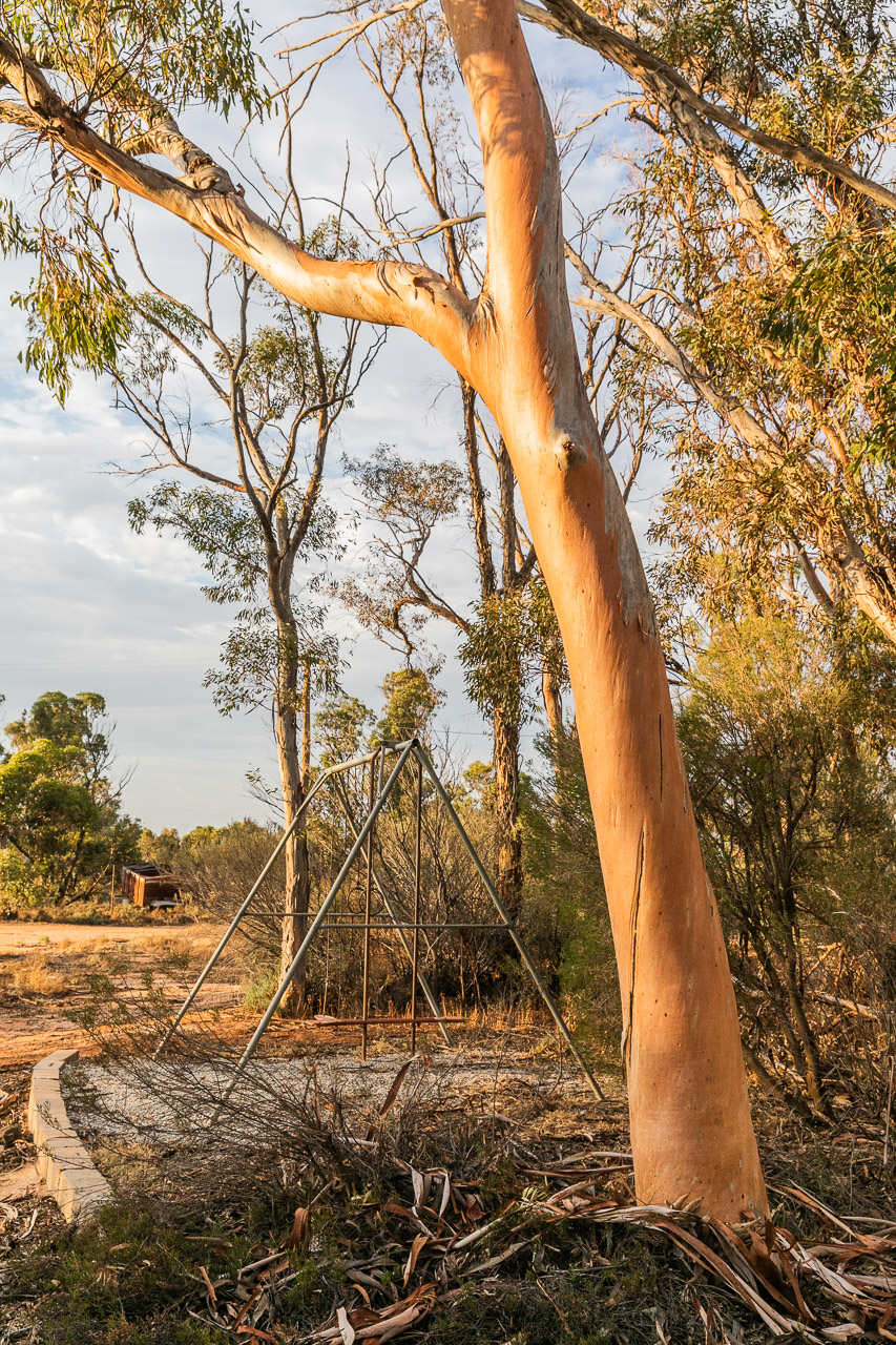 Salmon gums and an old swing at sunset in the farm yard