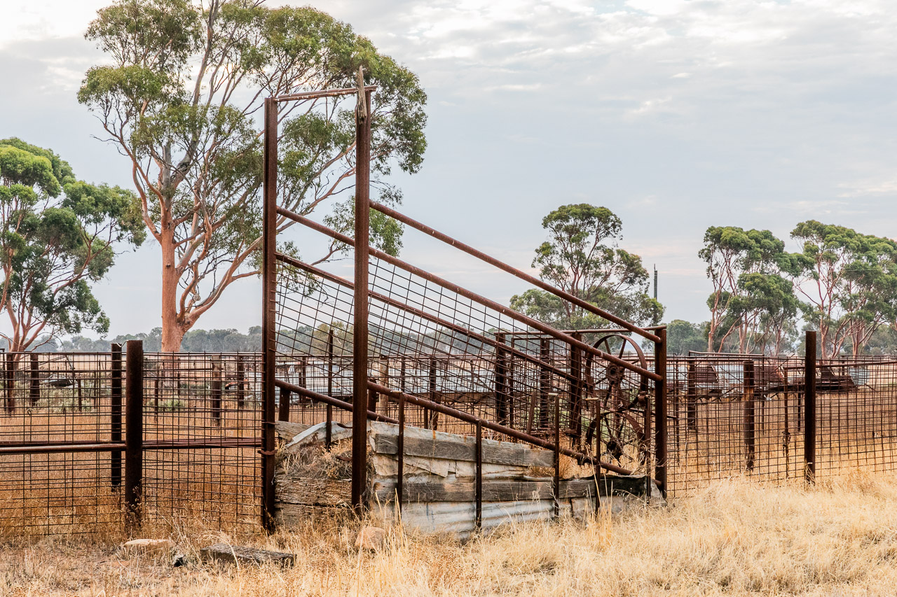 Rusting sheep and cattle yards in the Wheatbelt