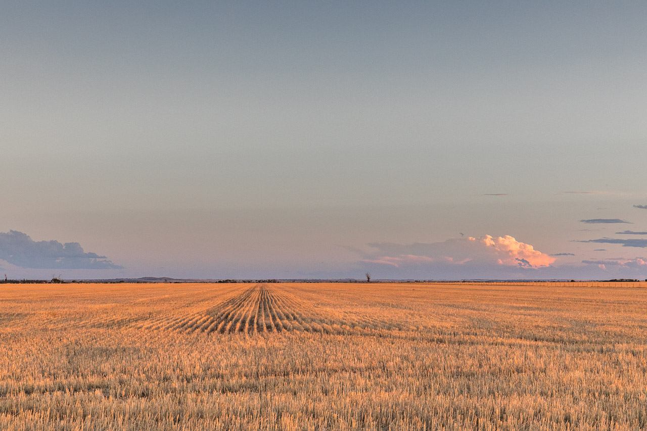 Wheat paddock at sunset in WA