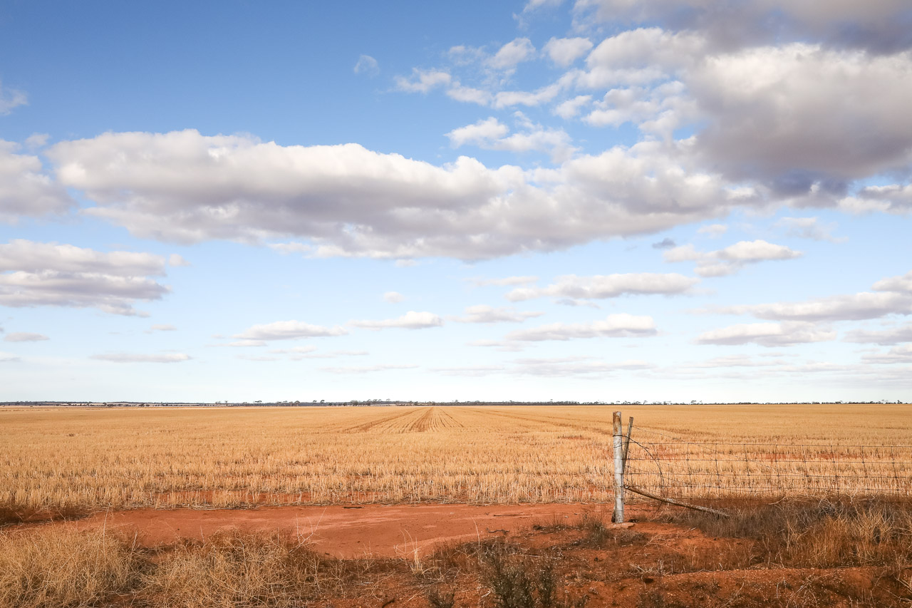 Beautiful light and clouds over the grain paddock in WA's wheatbelt