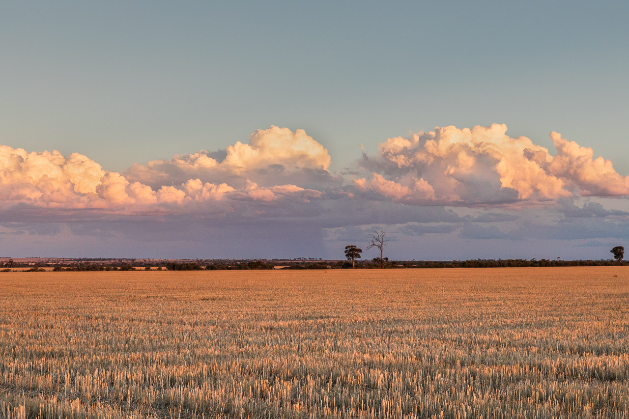 Grain stubble and storm clouds at sunset in the Wheatbelt