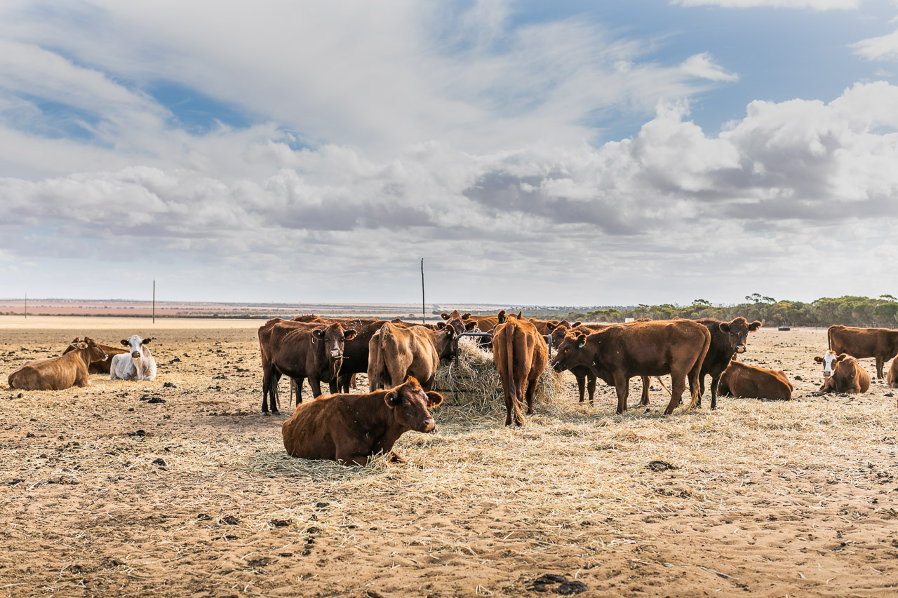 Broadacre grain farm in Goodlands, near Kalannie, also running a few cattle