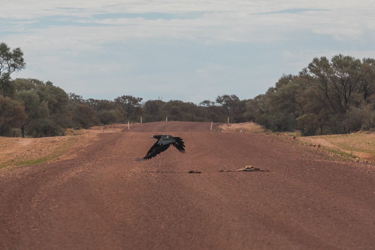 Wedge-tailed eagle taking flight after feasting on road kill
