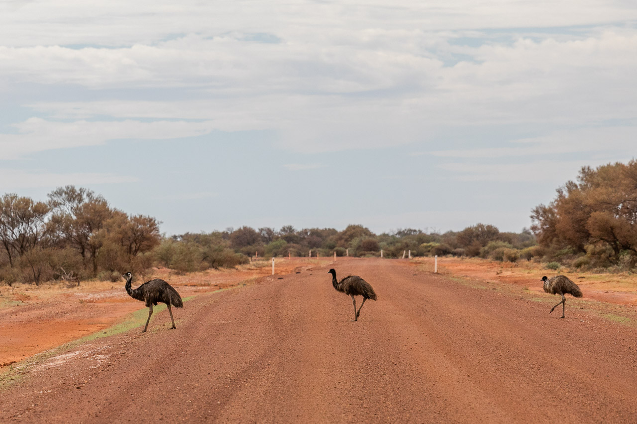 Three emus crossing the dirt road