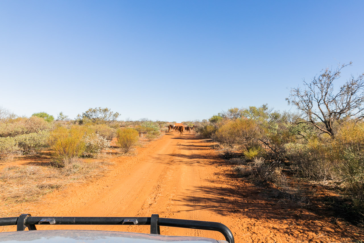 A handful of cattle have been reintroduced at Wooleen Station