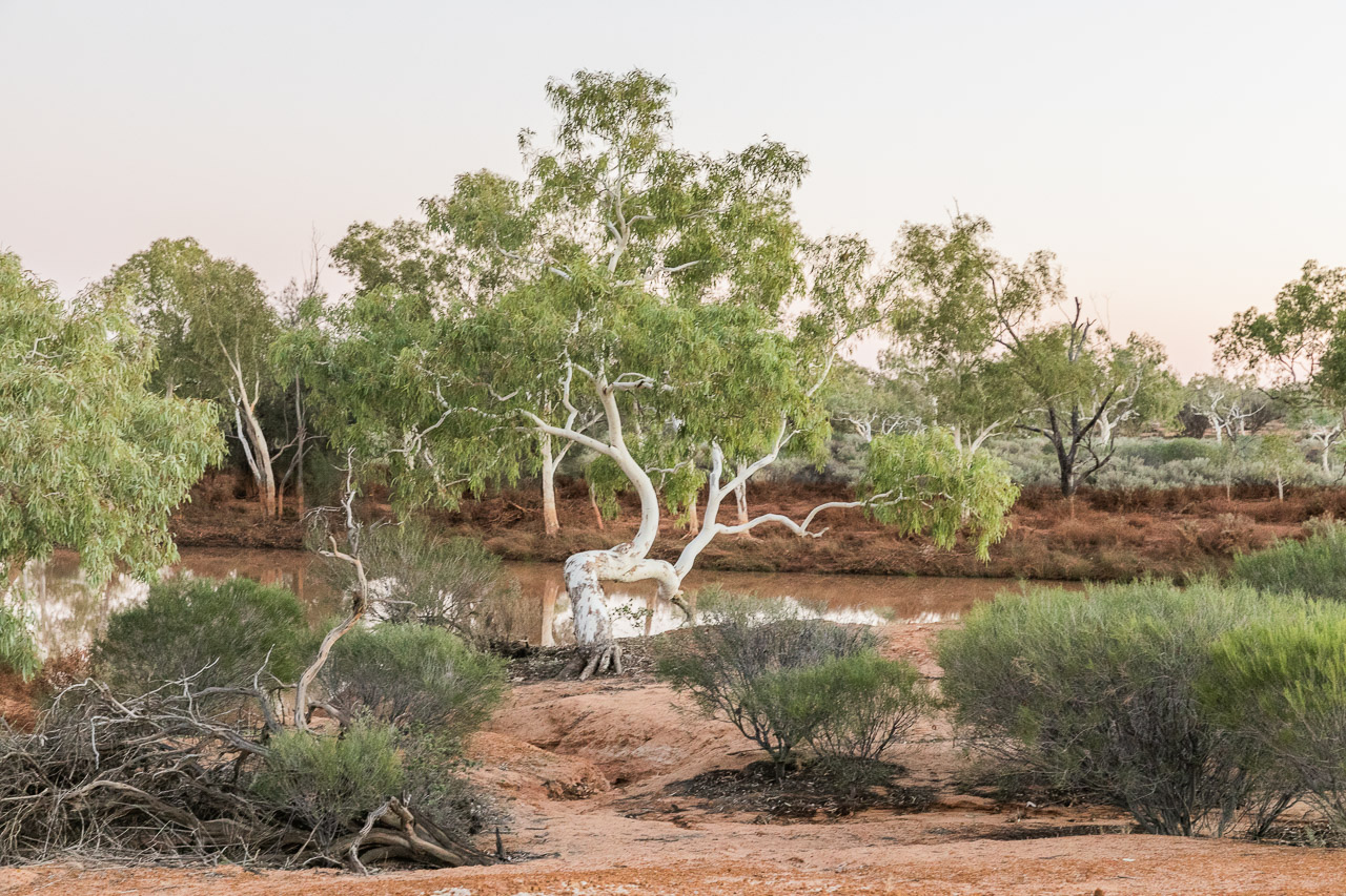 The white trunked river gums line the Murchison River at Wooleen
